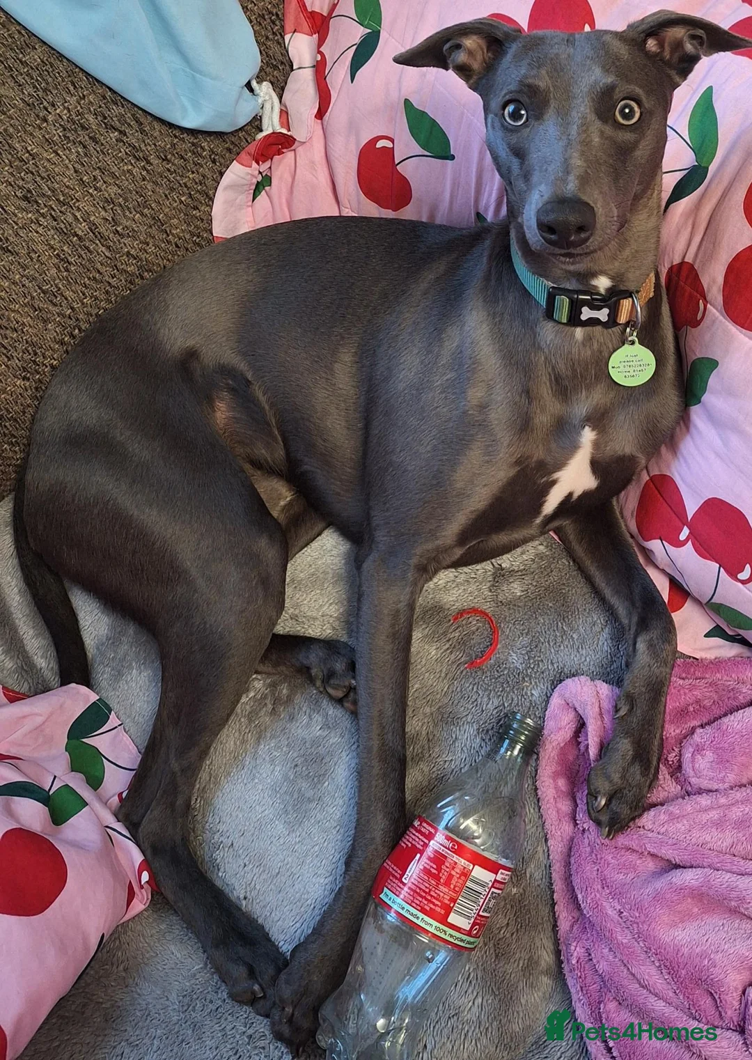 Whippet dogs for sale: Handsome blue boy for sale in Ashton-under-Lyne - Advert 1