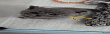British Shorthair 5