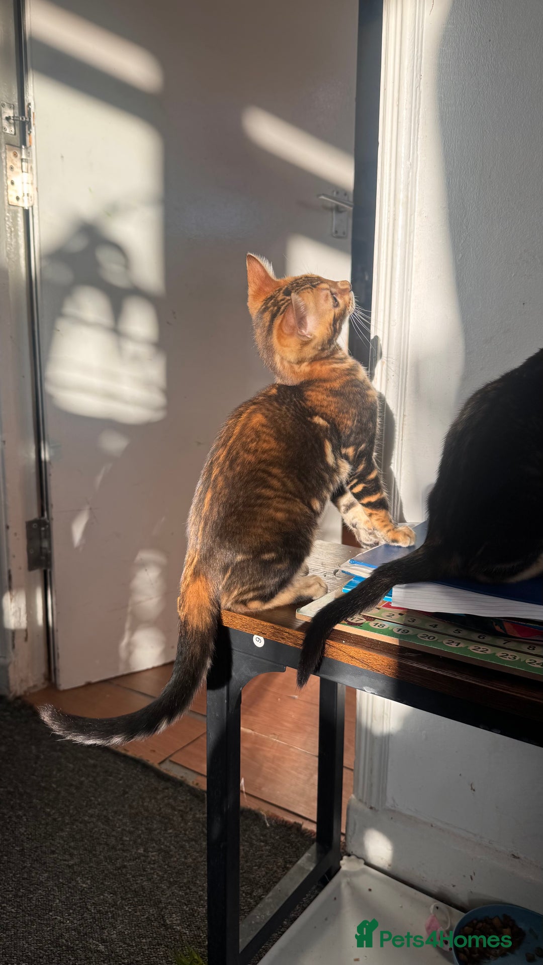 Bengal cats for sale: Bengal TICA pure line blood tiger’d and rosette’d - Image 9