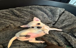 Chihuahua dogs for sale: 2 beautiful white chihuahua girls  - Image 3