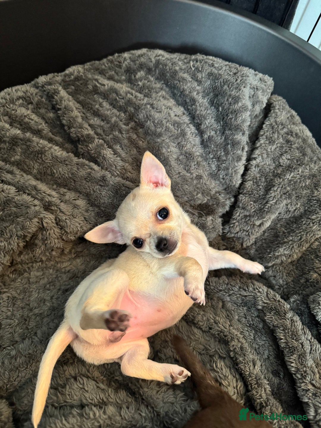 Chihuahua dogs for sale: 2 beautiful white chihuahua girls  - Image 3