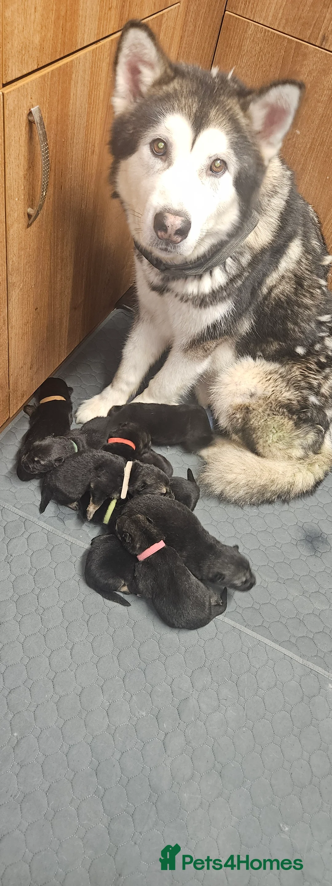 Mixed Breed dogs for sale: 1 Beautiful chunky Alaskan Shepherds - Advert 2