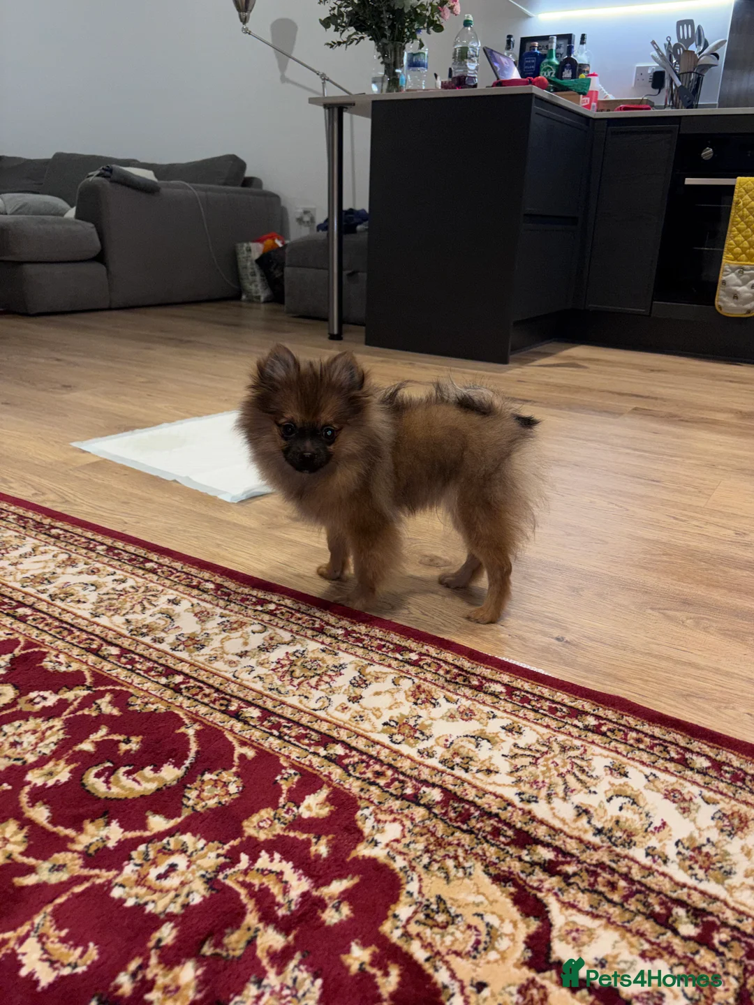 Pomeranian dogs for sale: 🐾 Stunning Male Pomeranian Puppy – £1,750 🐾 - Advert 19
