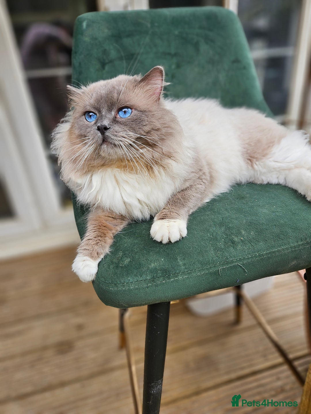 Ragdoll cats for stud: HANDSOME BOY-BLUE MITTED GCCF /TICA  AVALIABLE  - Advert 6