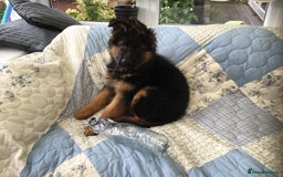German Shepherd dogs for sale: 12 weeks German Shepard  - Image 7