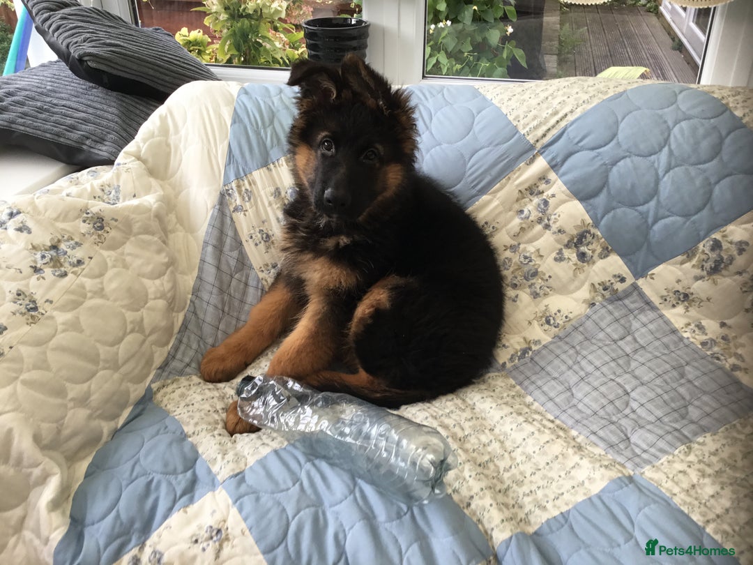 German Shepherd dogs for sale: 12 weeks German Shepard  - Image 7
