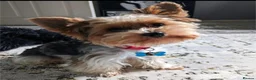 Biewer Terrier dogs for sale: Pure Biewer Terrier - Advert 16