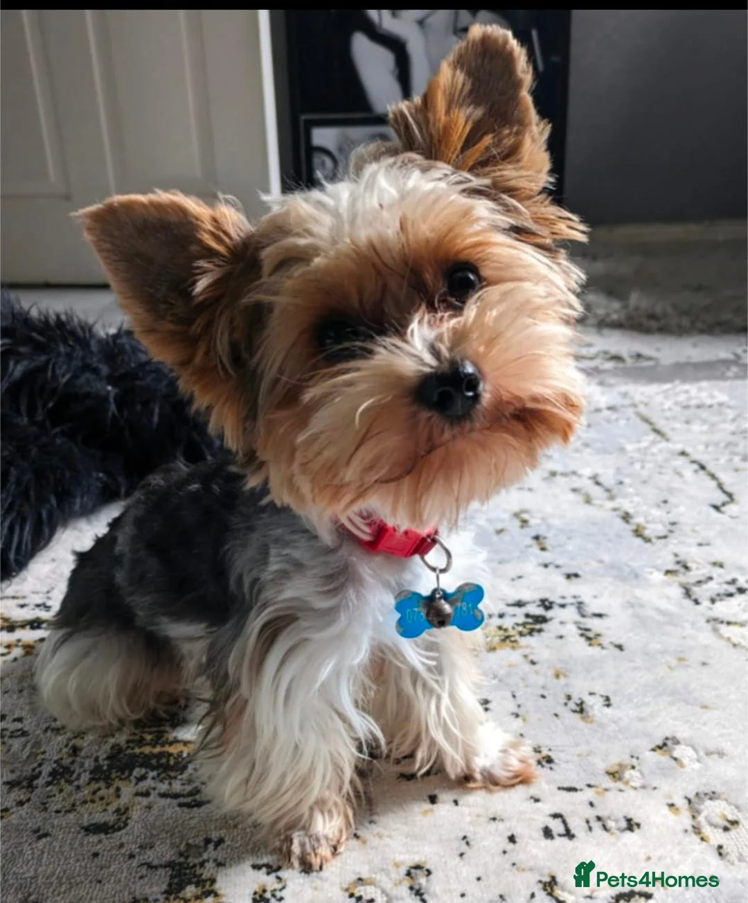 Biewer Terrier dogs for sale: Pure Biewer Terrier - Advert 16