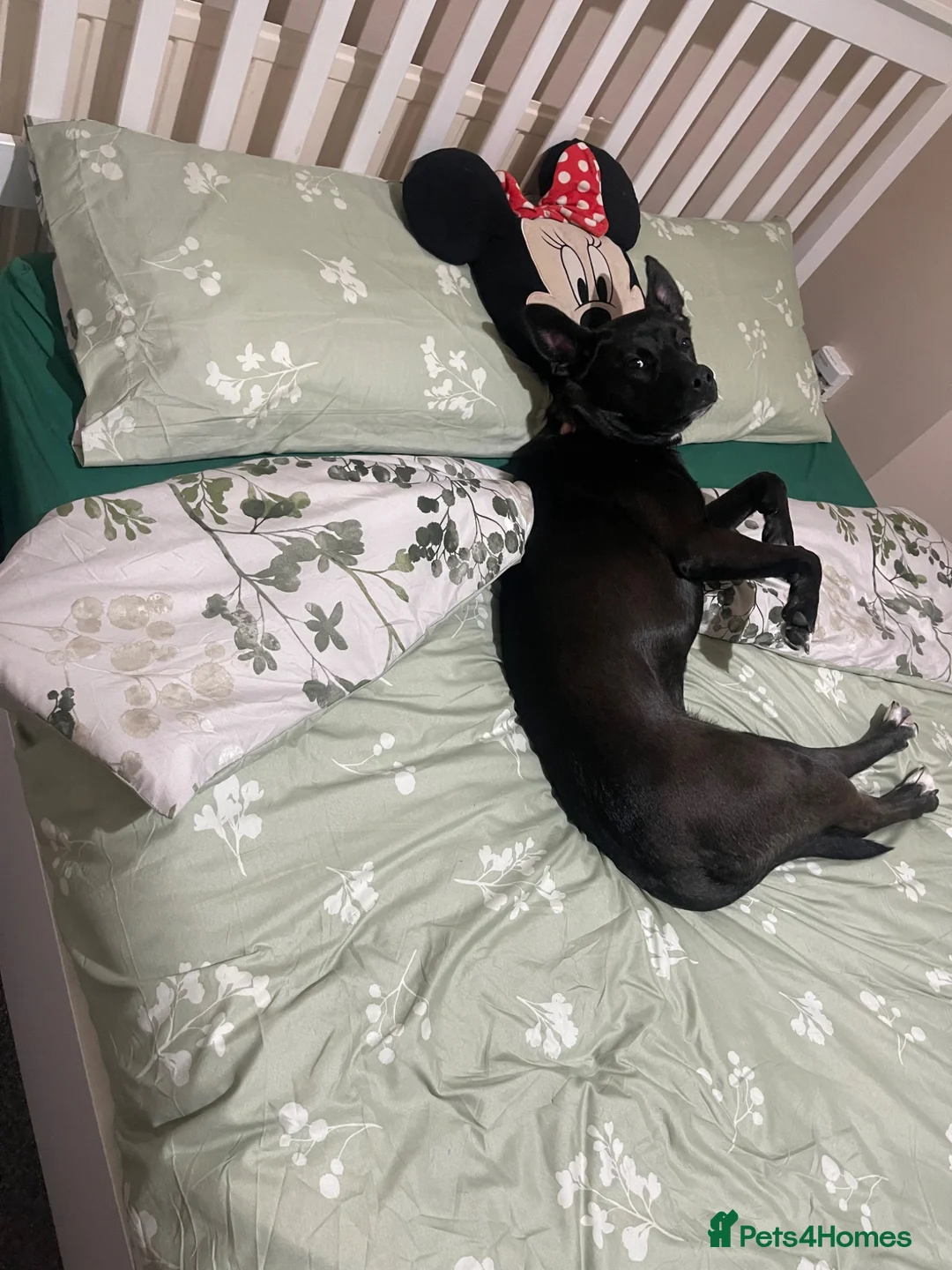 Mixed Breed dogs for sale: 9-month-old female dog looking for forever home  - Advert 3
