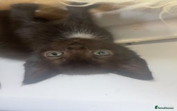 Mixed Breed cats for sale: 5 kittens  - Image 2