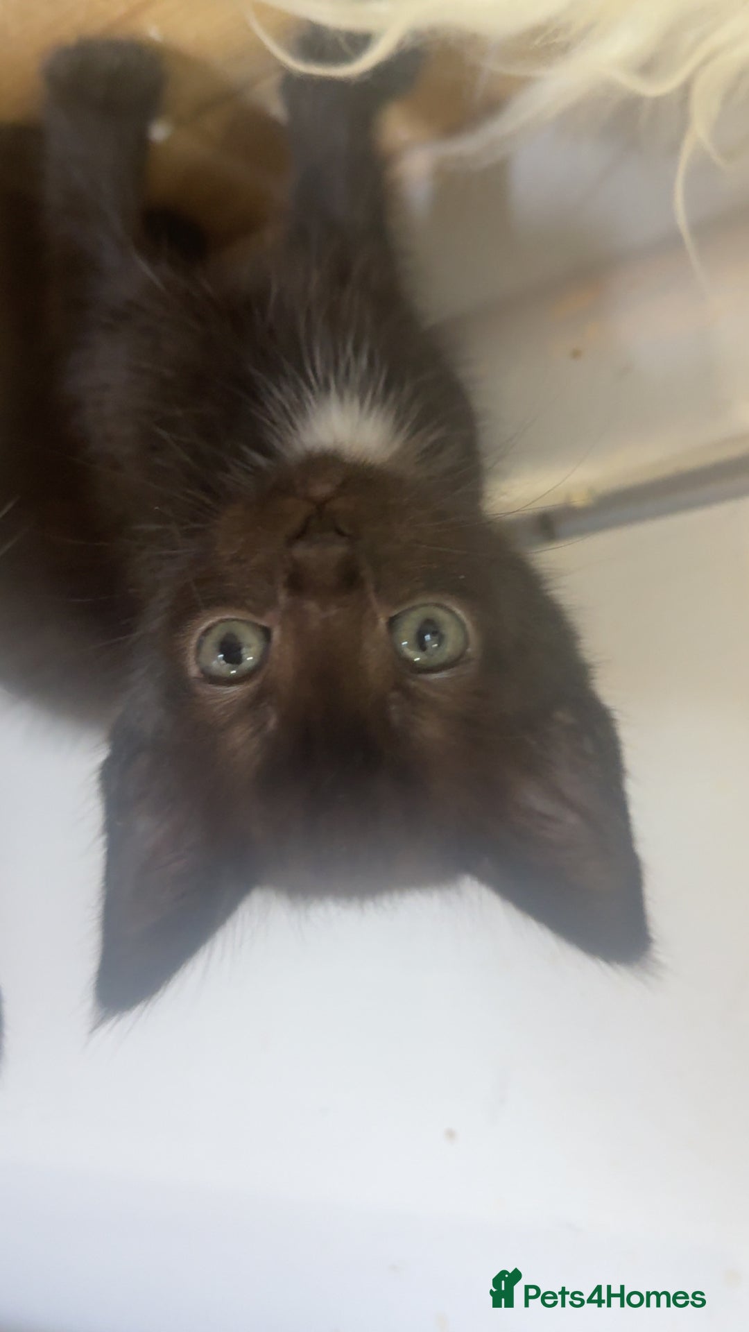 Mixed Breed cats for sale: 5 kittens  - Image 2
