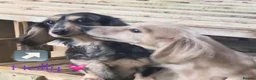 Miniature Dachshund dogs for sale: 🐶 Cream Mini Longhaired Dachshunds KC reg/PRA 🐶  - Advert 3
