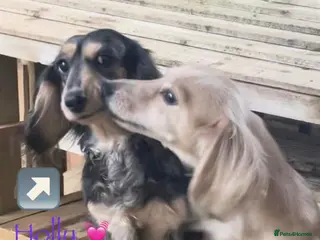 Miniature Dachshund dogs 🐶 Cream Mini Longhaired Dachshunds KC reg/PRA 🐶 - Advert 2