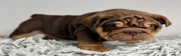 English Bulldog dogs for sale: *Stunning* KC English bulldog puppies ready 20/12 - Advert 12