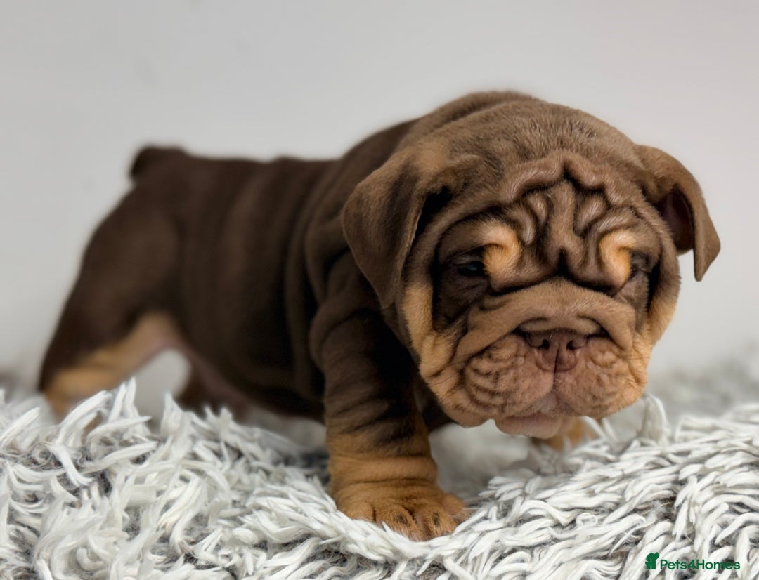 English Bulldog dogs for sale: *Stunning* KC English bulldog puppies ready 20/12 - Advert 12