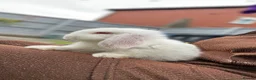 Mini Lop rabbits for sale: mini lop babies  - Advert 15