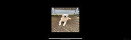Golden Retriever dogs for stud: Beautiful proven golden retriever for stud in Leyland - Advert 7