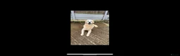 Golden Retriever dogs for stud: Beautiful proven golden retriever for stud in Leyland - Advert 7