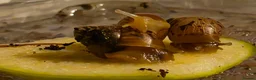 Snails invertebrates for sale: Giant african land snails - Advert 4