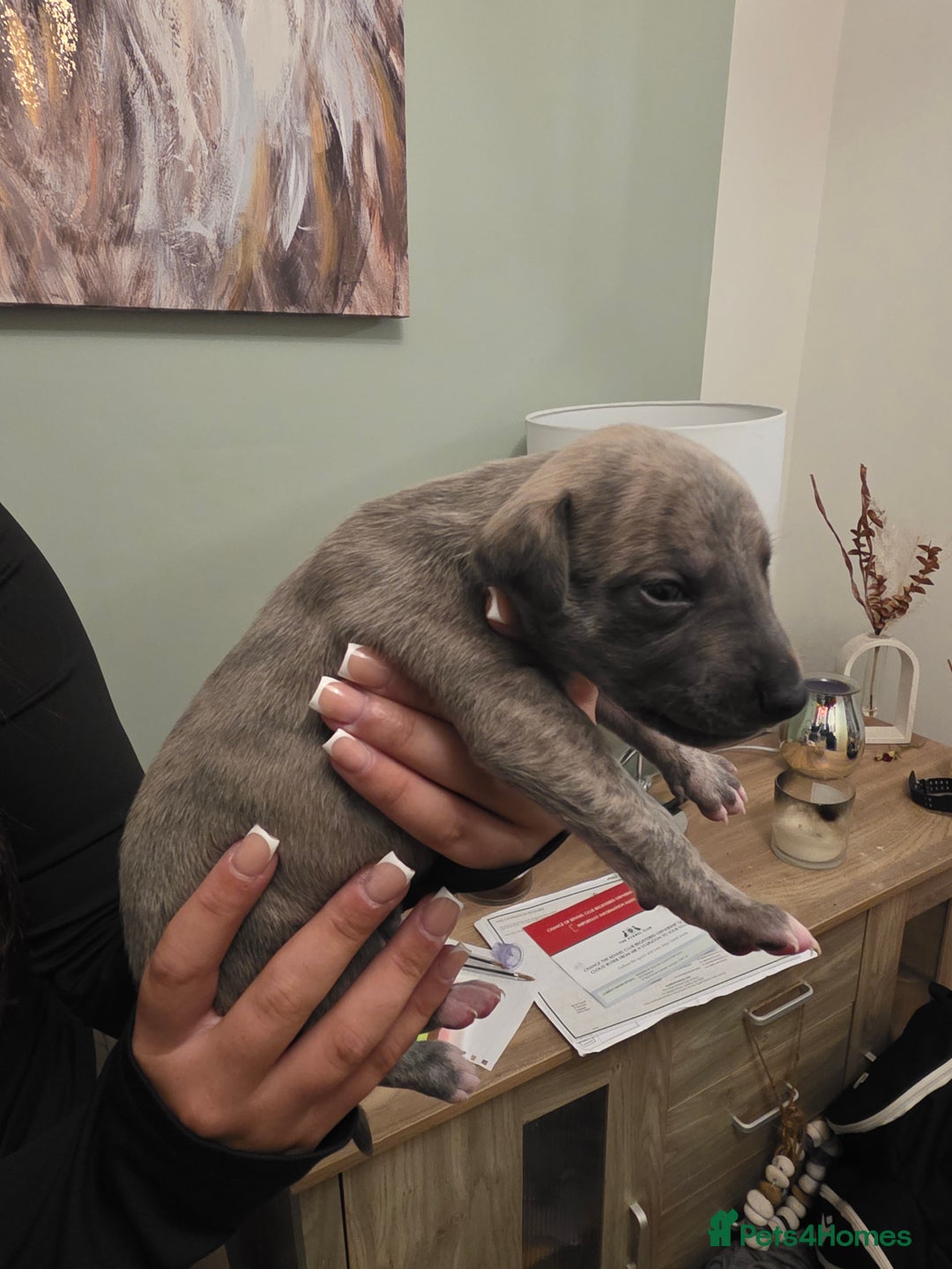 Whippet dogs for sale: Whippet pups for sale - Advert 13