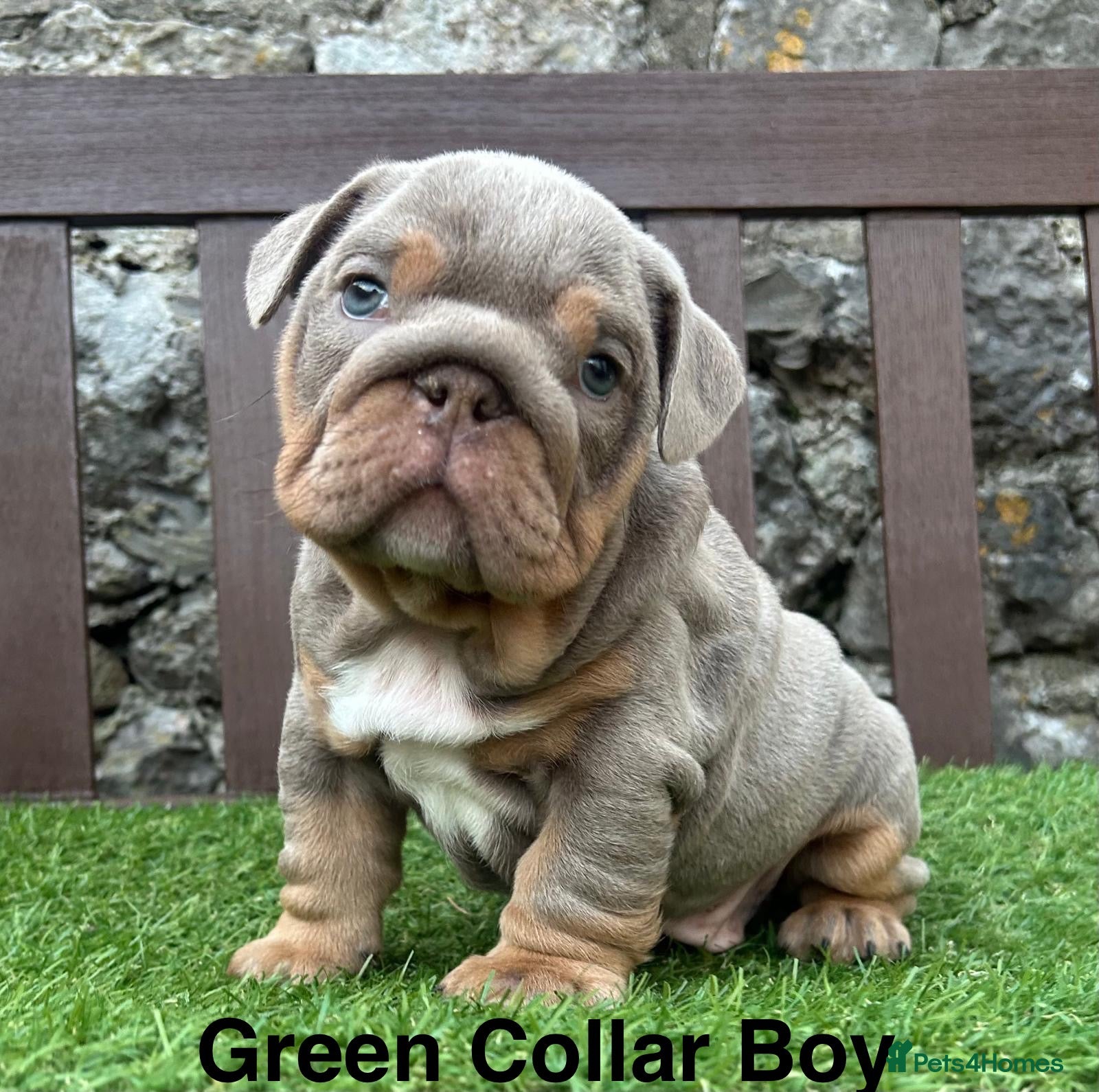 English Bulldog dogs Ready today! 2 boys left English bulldog puppies  - Advert 4