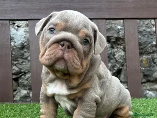 English Bulldog dogs Ready today! 2 boys left English bulldog puppies - Advert 4