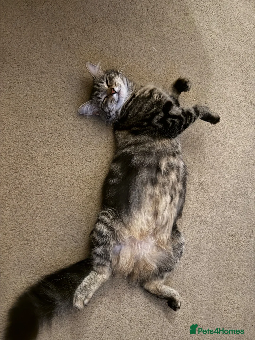 Mixed Breed cats for sale: Mix breed/half maincoon kittens - Advert 2