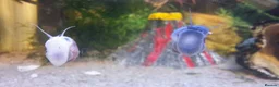 Snails fish for sale: Purple/Magenta Mystery Snails SHIPPING AVAILABLE - Advert 3