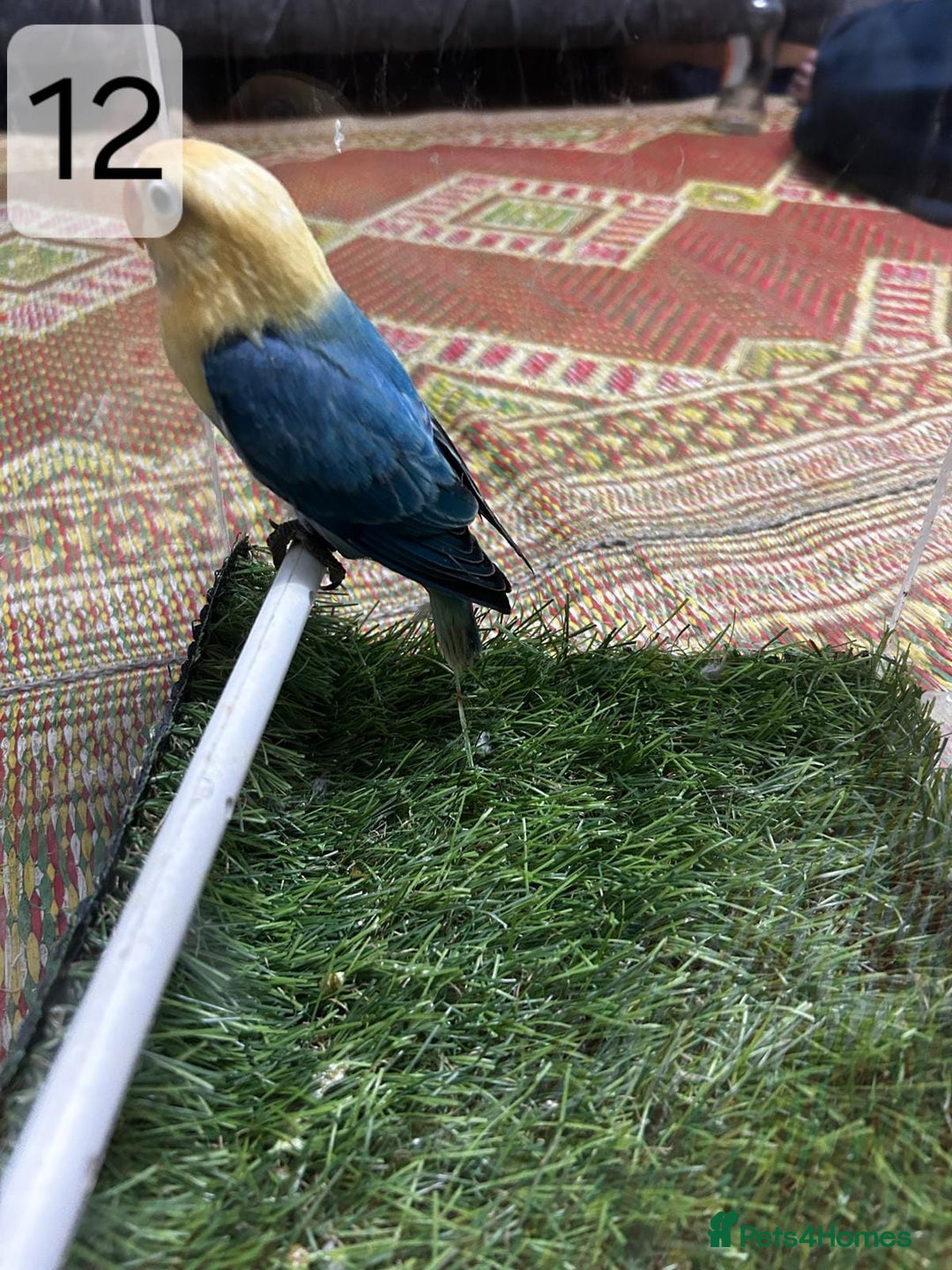 Lovebirds birds for sale: Beautiful Mutation fisher Lovebirds in Birmingham  - Advert 9