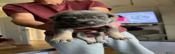 Mixed Breed dogs for sale: American bully x Gsd puppies  in Ripley - Advert 9