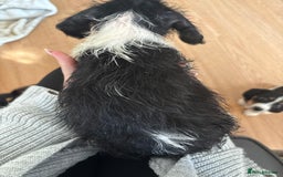 Dachshund dogs for sale: 5 dachshund x cavachon pups for sale  - Image 19