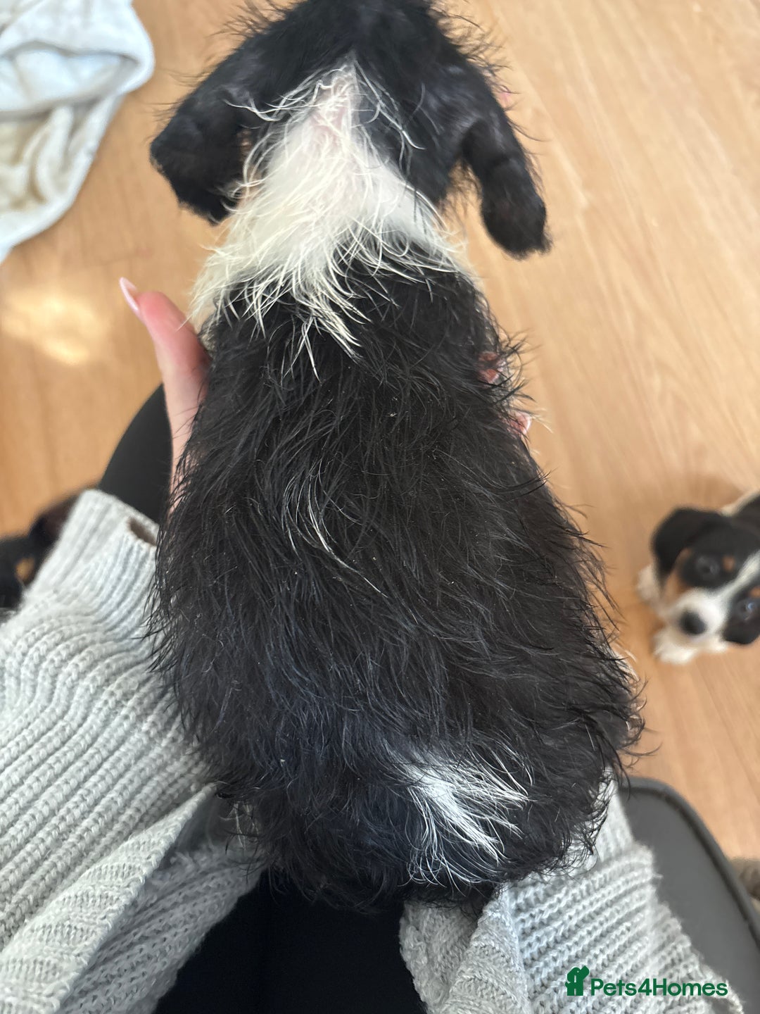 Dachshund dogs for sale: 5 dachshund x cavachon pups for sale  - Image 19