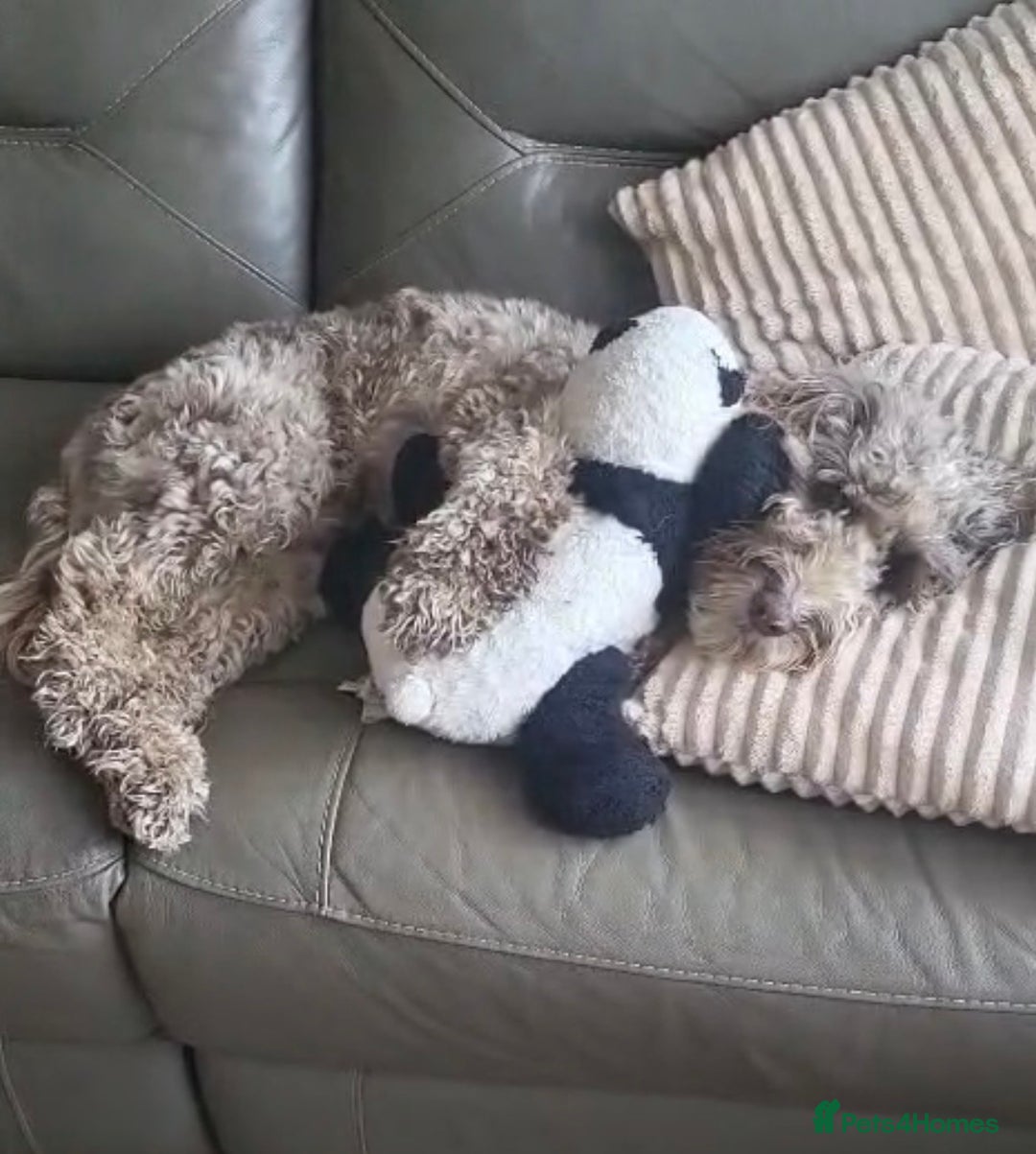 Cockapoo dogs for sale: Buddy needs a new home - Advert 2