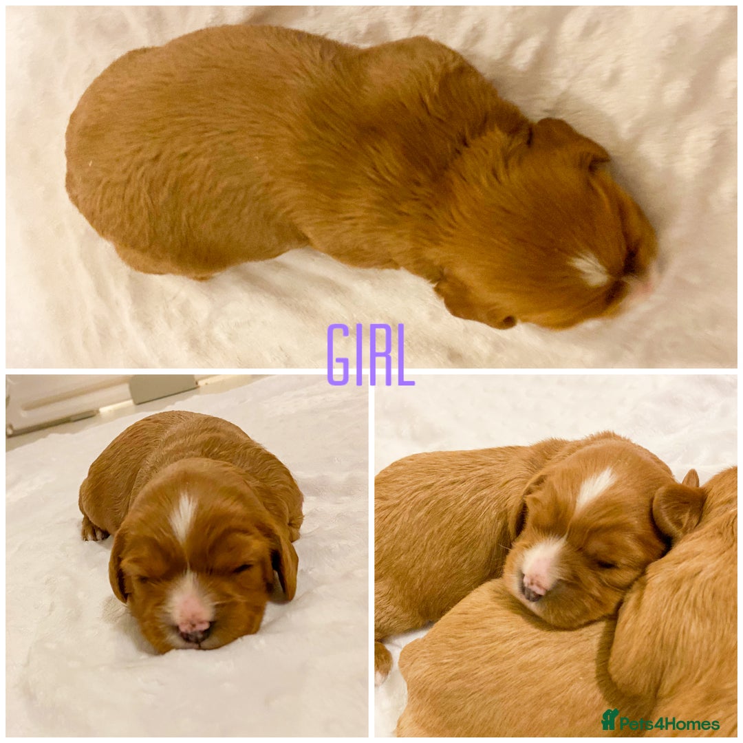 Cavapoo dogs for sale: Extensively health tested Cavapoo pups - Advert 9