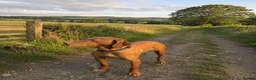 Hungarian Vizsla dogs for sale: KC registered Hungarian Vizsla puppies in Aberlour - Advert 3