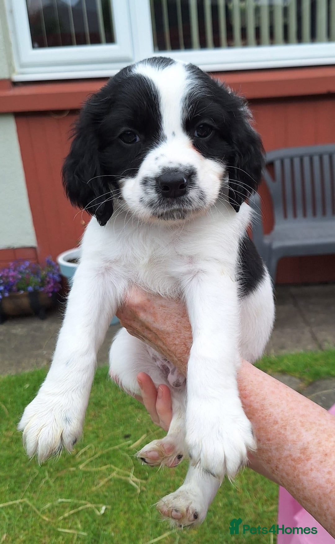 Mixed Breed dogs for sale: 4 male cocker mixes - Image 7