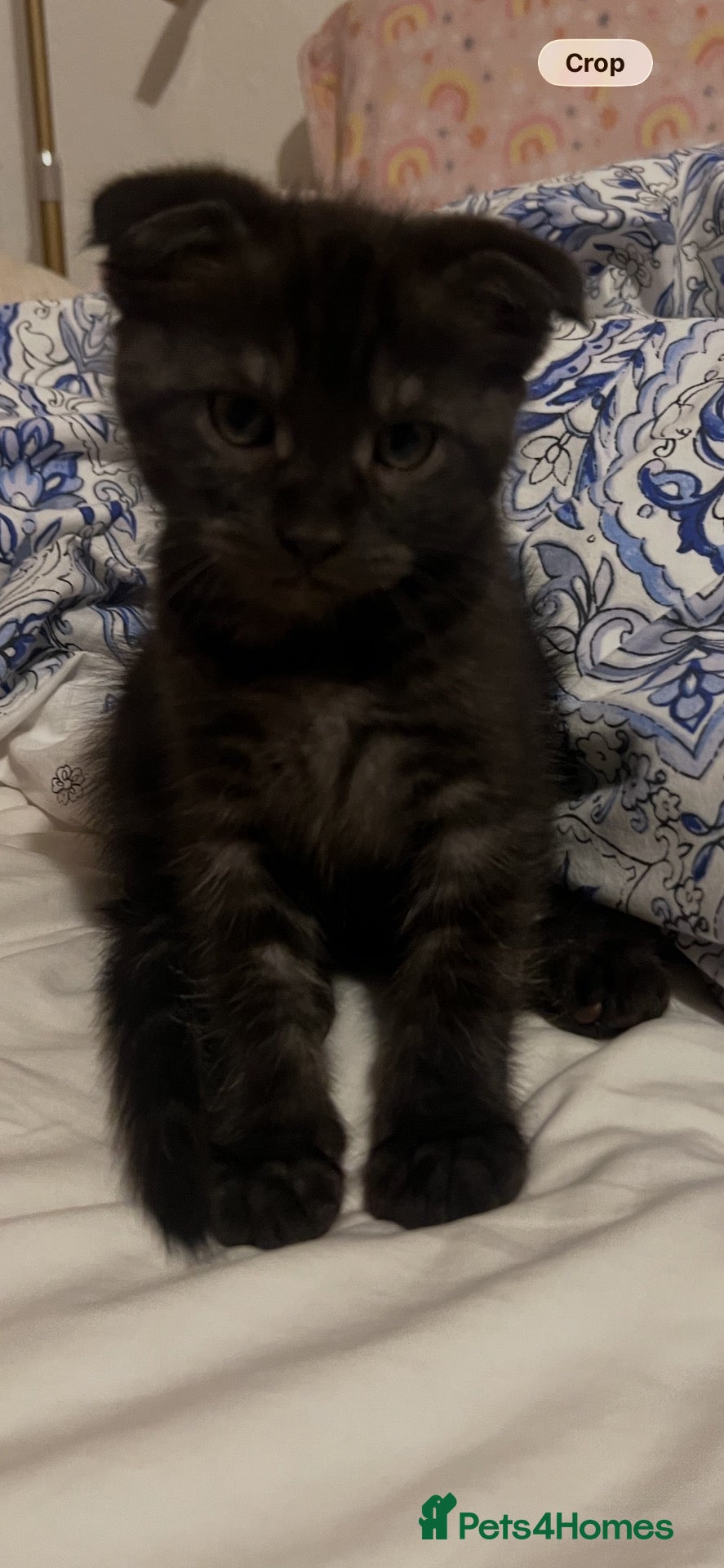 Mixed Breed cats for sale: Super friendly, playful kittens looking for a home - Advert 9
