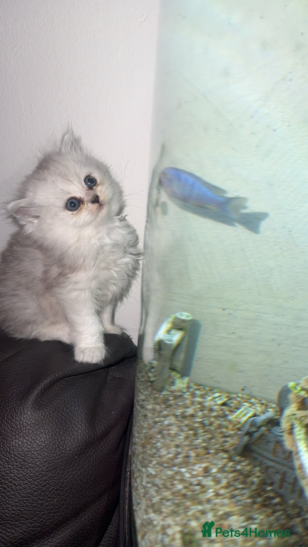 Persian cats for sale: Persian chinchilla kittens  - Advert 35