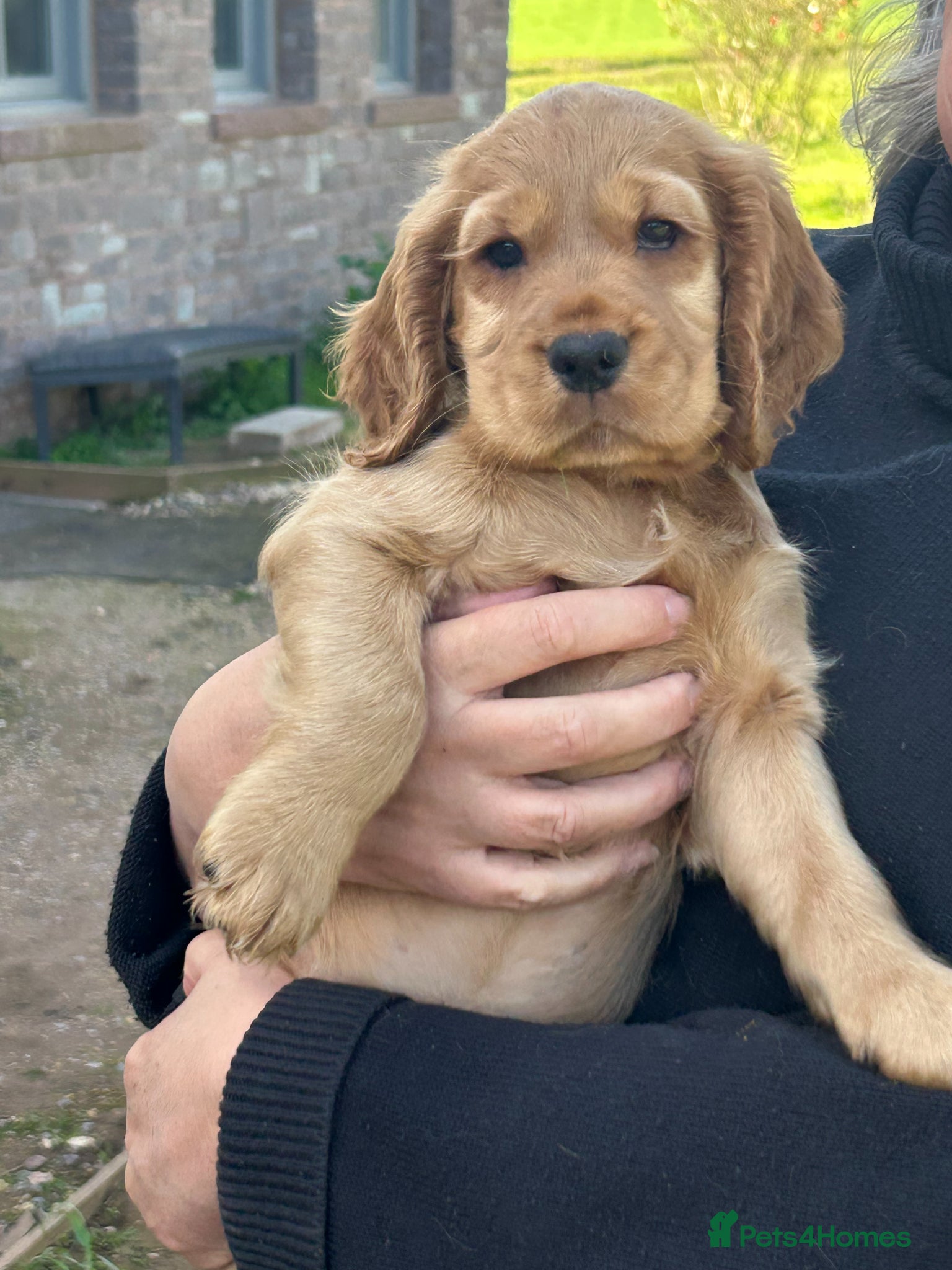 Cocker Spaniel dogs Available Now - Boy Golden Show Cocker Spaniel   - Advert 1