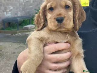 Cocker Spaniel dogs Available Now - Boy Golden Show Cocker Spaniel - Advert 2