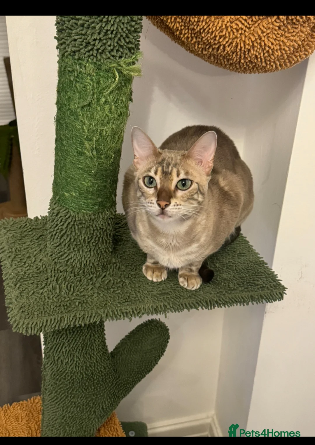 Bengal cats for sale: Beautiful Blue Girl  in Manchester - Advert 1