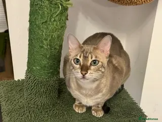 Bengal cats Beautiful Blue Girl - Advert 9
