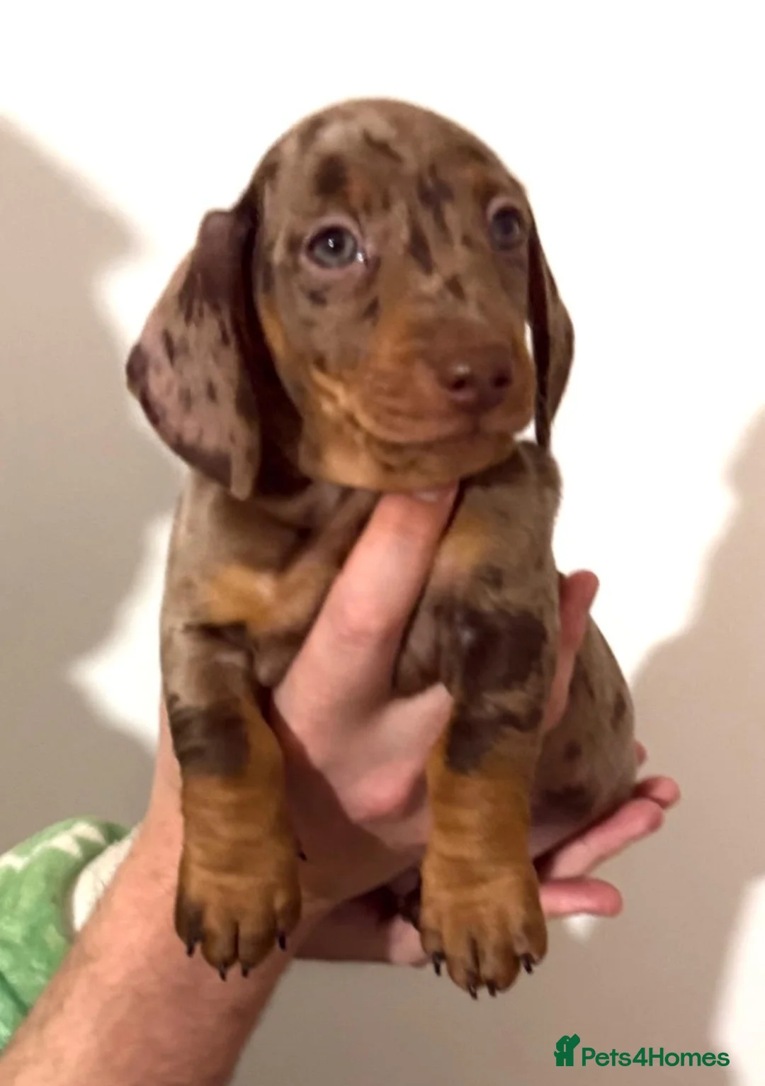Miniature Dachshund dogs for sale: Miniature Dachshund puppys ready now  - Advert 1