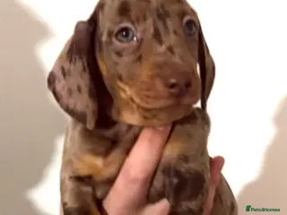 Miniature Dachshund dogs Miniature Dachshund puppys ready now - Advert 3