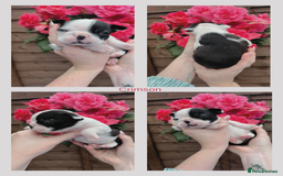 Boston Terrier dogs for sale: 6 Beautiful Boston Terrier Puppies - Image 2