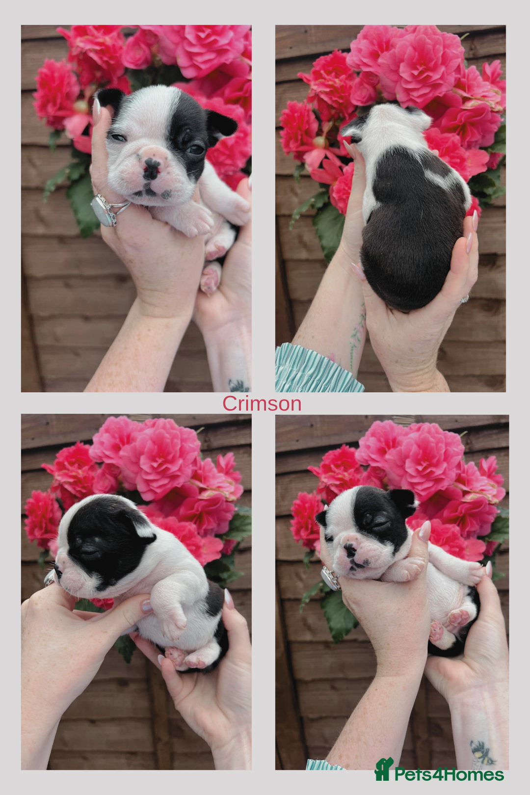 Boston Terrier dogs for sale: 6 Beautiful Boston Terrier Puppies - Image 2
