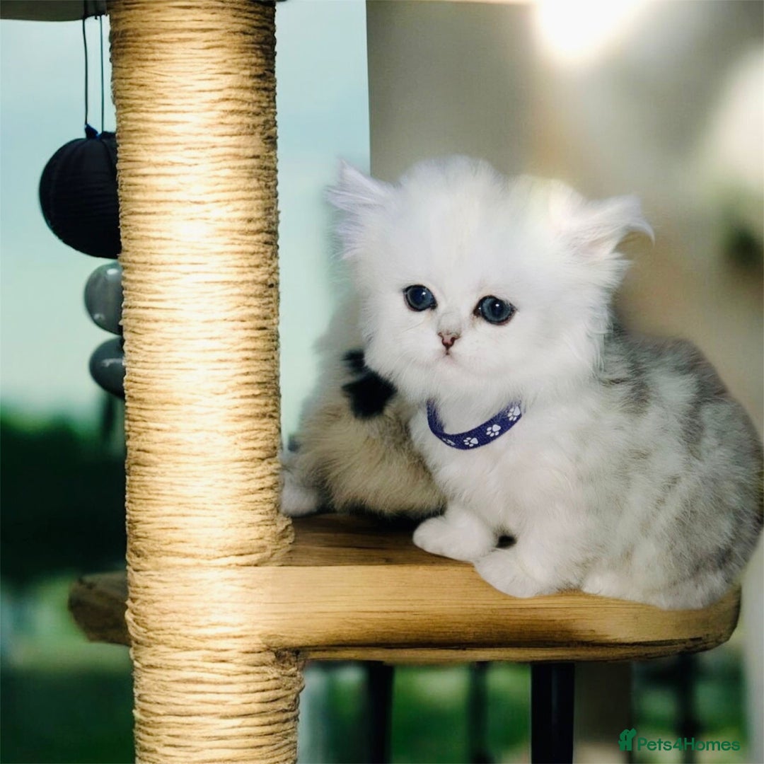 Persian cats for sale: Lucky Baby Boy💙 - Image 6