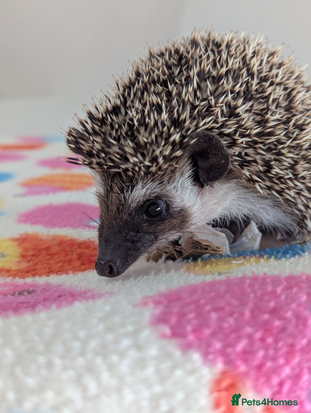 Pygmy Hedgehog rodents for sale: Last 2 Hoglets Remaining!! READY AND REDUCED!!! - Advert 13