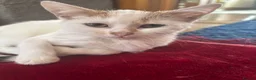 British Shorthair cats for sale: 5 cute British shorthair breed kittens  in Ilford - Advert 9