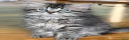 Siberian cats for sale: Stunning Siberian kittens  - Advert 5